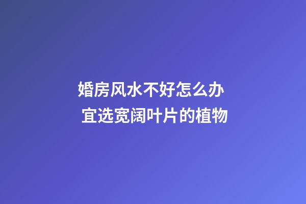 婚房风水不好怎么办  宜选宽阔叶片的植物